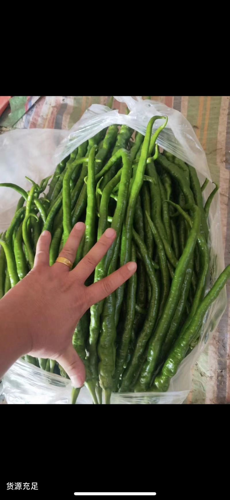 线椒大量现货质量保证云南大量上市，货源充足，等候新老