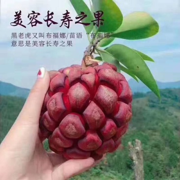 黑老虎苗布福娜全身是宝带营养杯发货易管理种植