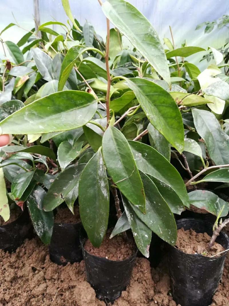 黑老虎苗布福娜全身是宝带营养杯发货易管理种植
