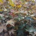 五角枫苗20厘米-1米