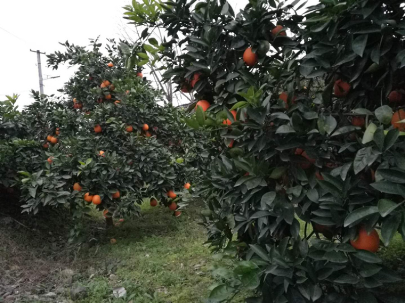 四川脐橙，皮薄，多汁，六十万斤现货批发，