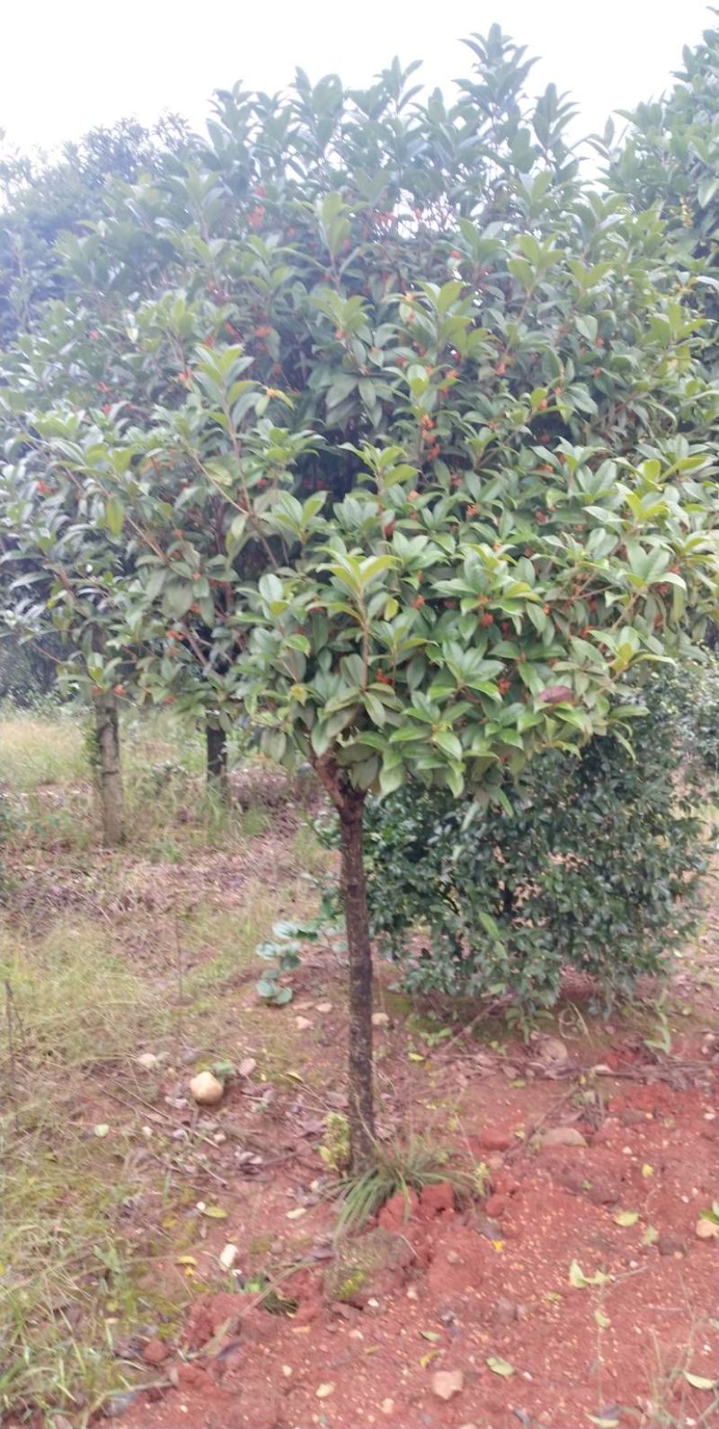 血桂树地径2一25公分，质量好，大量有货，欢迎采购