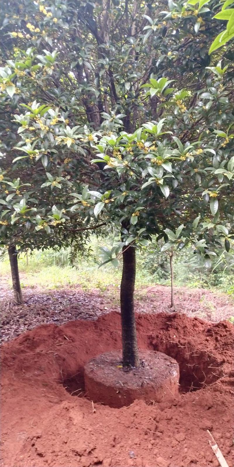 血桂树地径2一25公分，质量好，大量有货，欢迎采购
