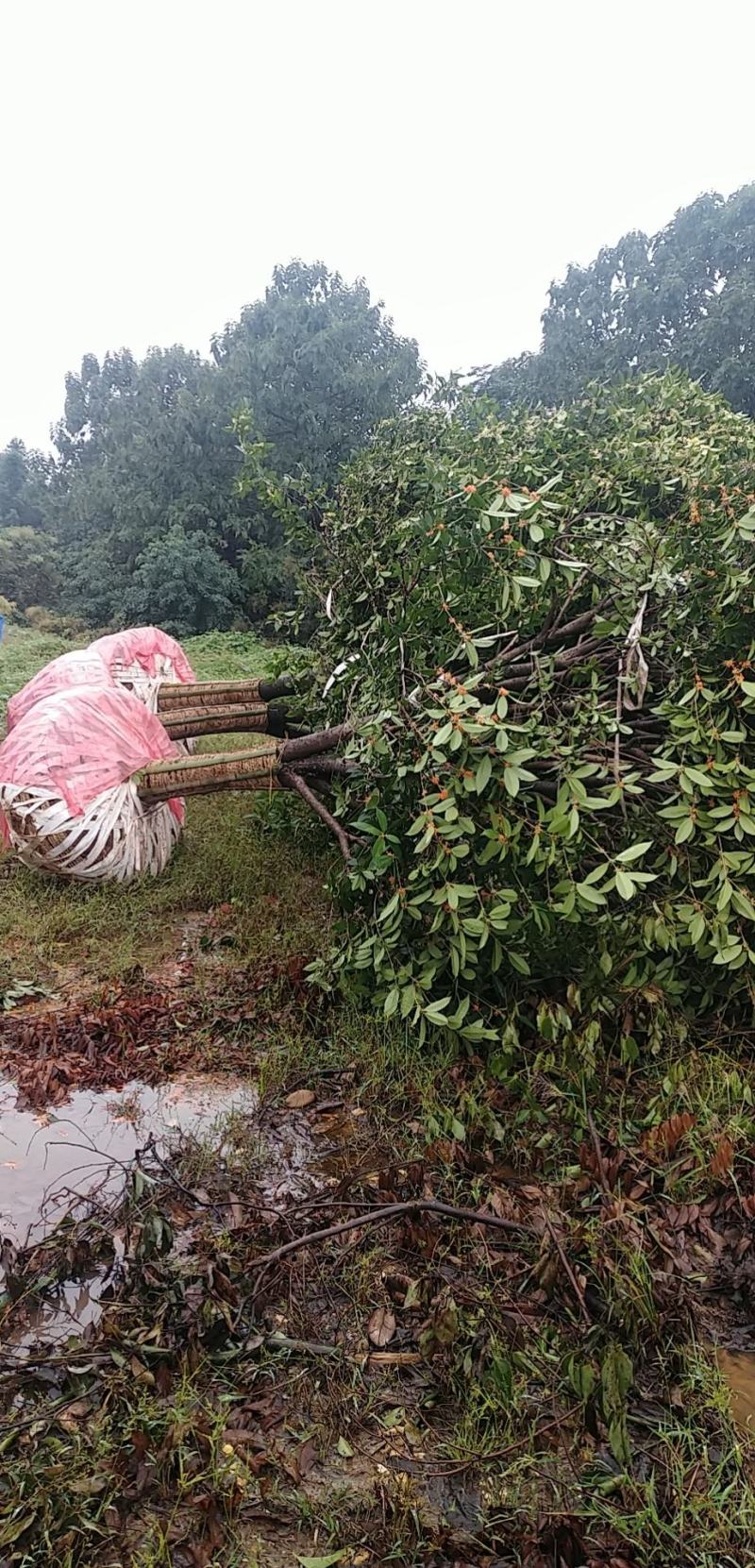 血桂树地径2一25公分，质量好，大量有货，欢迎采购