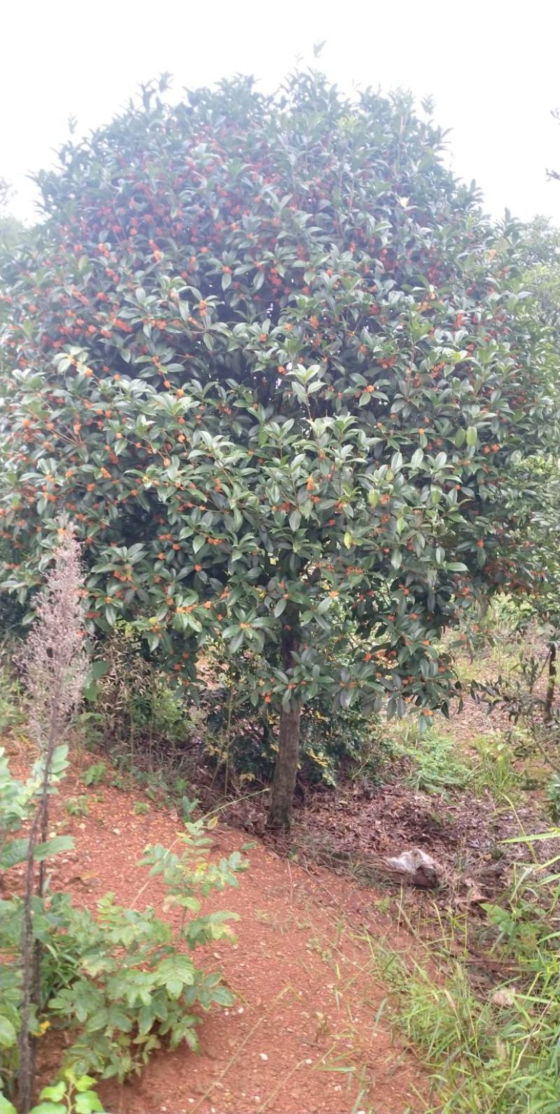 血桂树地径2一25公分，质量好，大量有货，欢迎采购