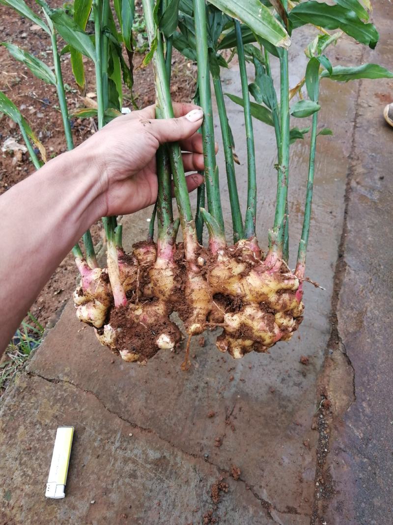 精品菜姜，等待你的来电，库存或者市场，需要的赶紧