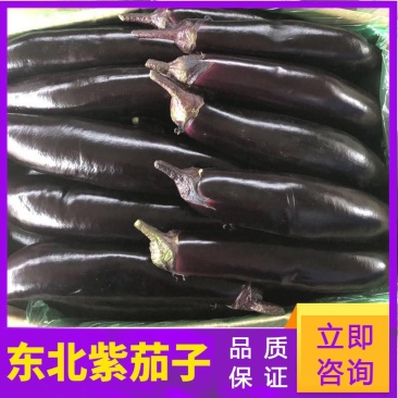 【精选】东北602长茄，货源充足，产地直发，