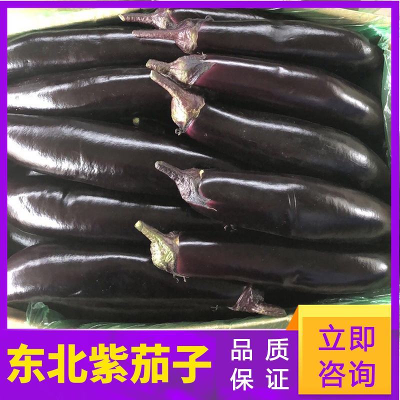 【精选】东北602长茄，货源充足，产地直发，