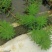 狐尾藻成都货源，狐尾藻水生植物批发，狐尾藻自家货价格优惠