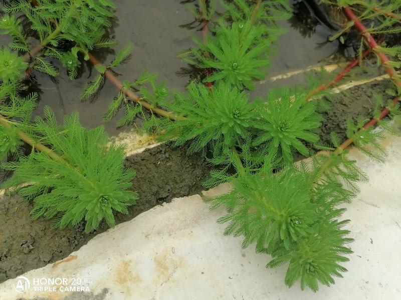 狐尾藻成都货源，狐尾藻水生植物批发，狐尾藻自家货价格优惠