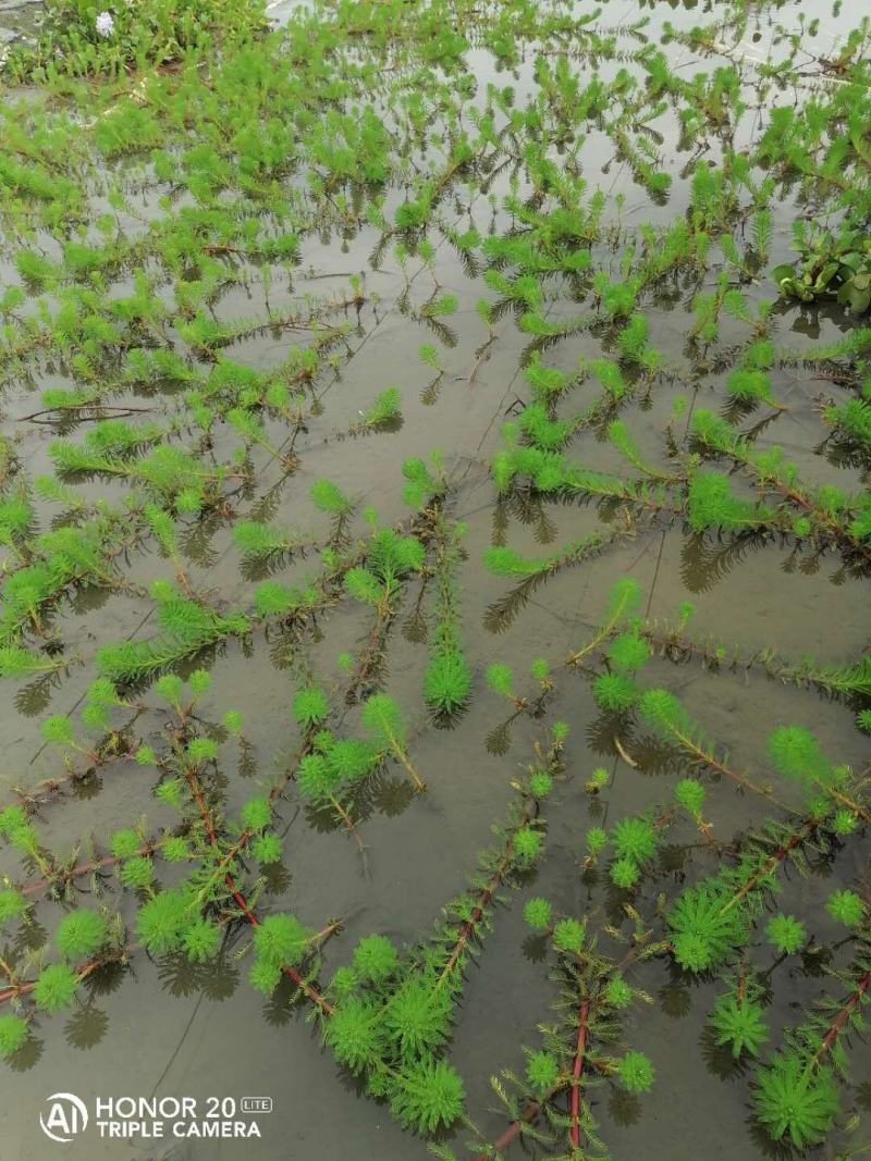 狐尾藻成都货源，狐尾藻水生植物批发，狐尾藻自家货价格优惠