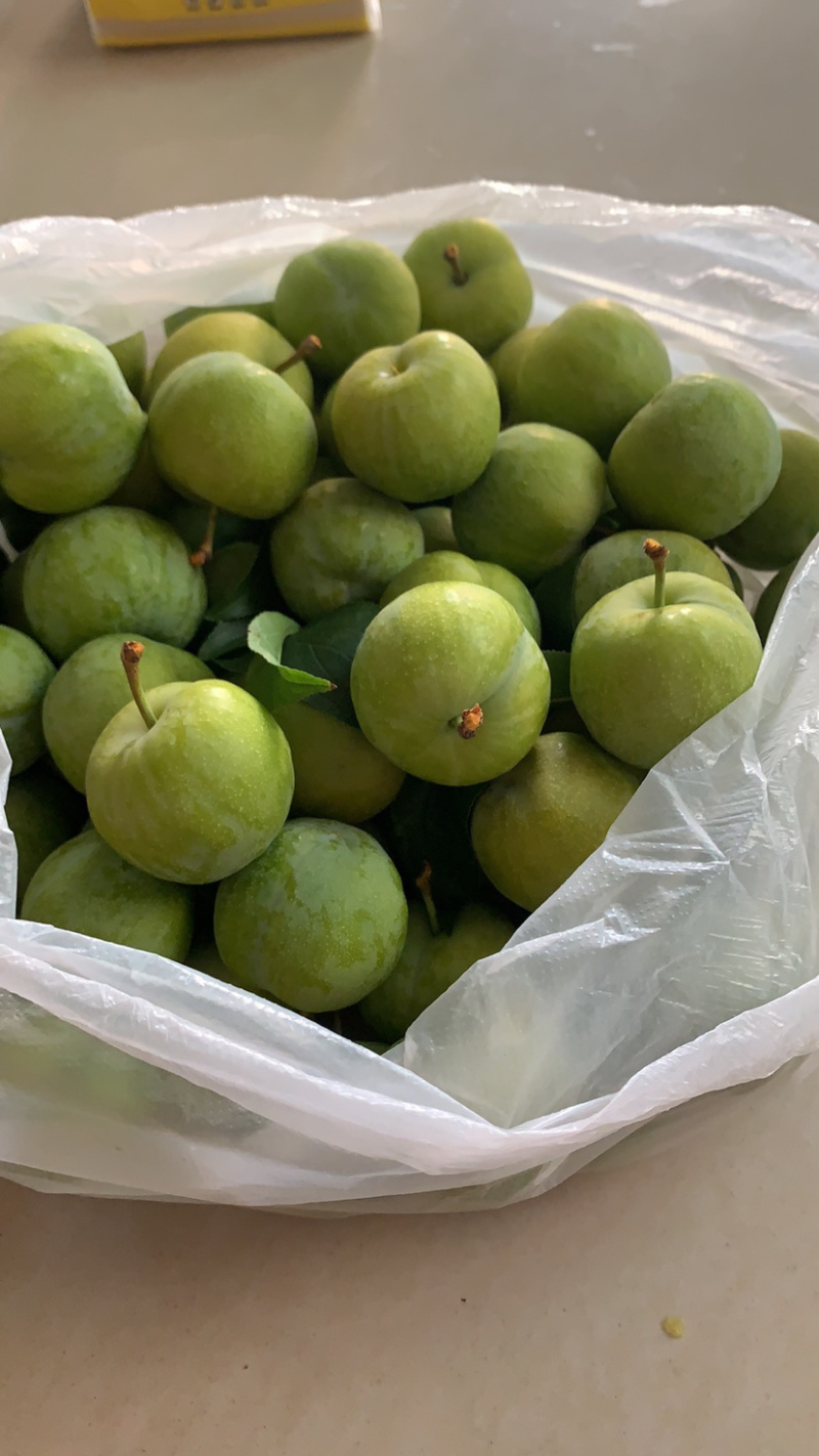 晚熟青脆李子苗，脆甜离核，免费技术，包品种包邮