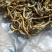 昌宁金丝红茶金豪披覆蜜糖香浓郁汤色金黄透亮