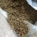 昌宁金丝红茶金豪披覆蜜糖香浓郁汤色金黄透亮