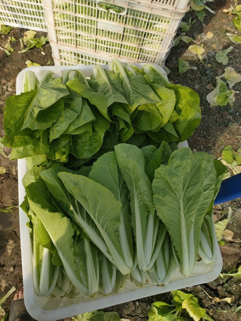 【毛白菜江苏南通自有蔬菜基地毛白菜】产地直发，品质保证