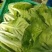【毛白菜江苏南通自有蔬菜基地毛白菜】产地直发，品质保证