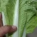 【毛白菜江苏南通自有蔬菜基地毛白菜】产地直发，品质保证