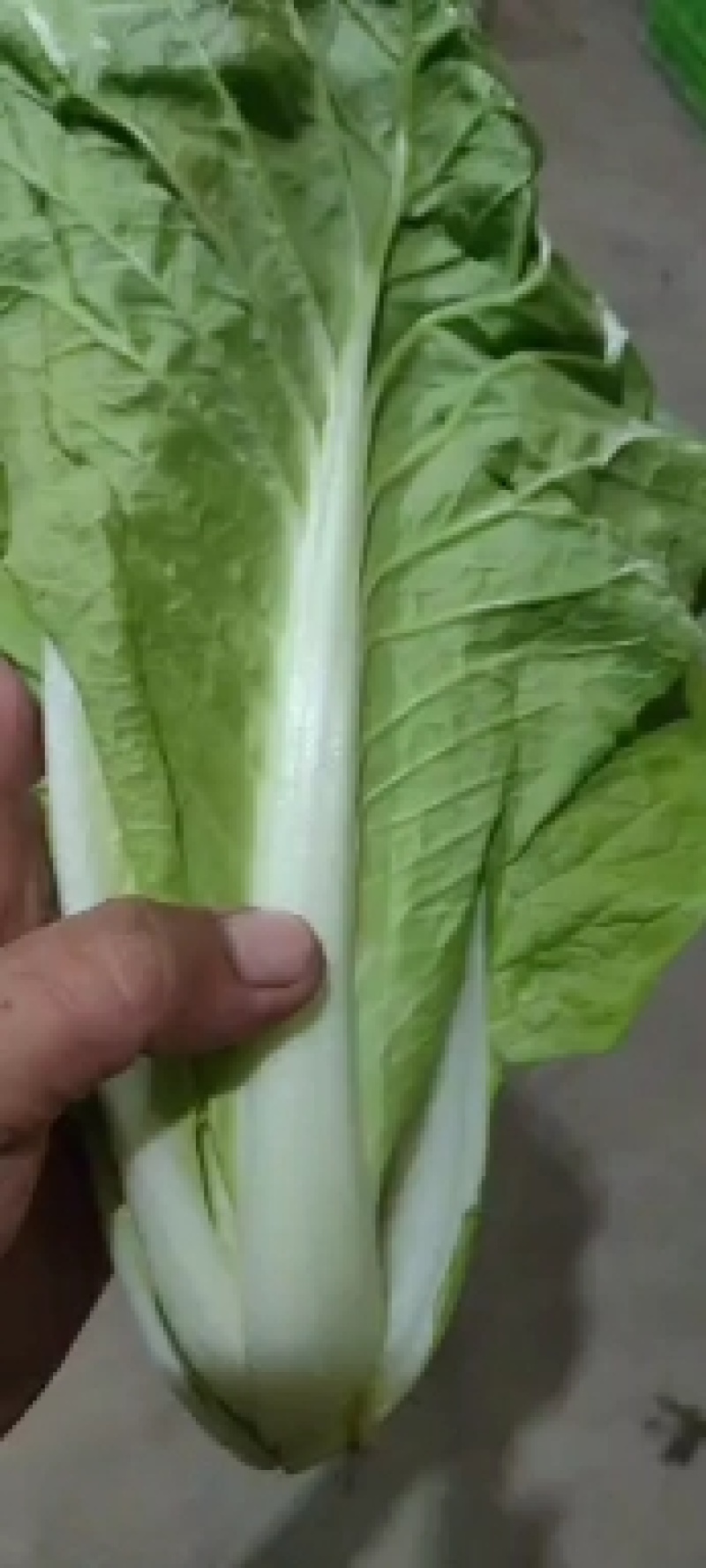 【毛白菜江苏南通自有蔬菜基地毛白菜】产地直发，品质保证