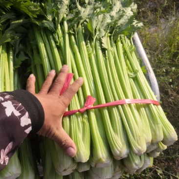 精品香芹大量种植基地