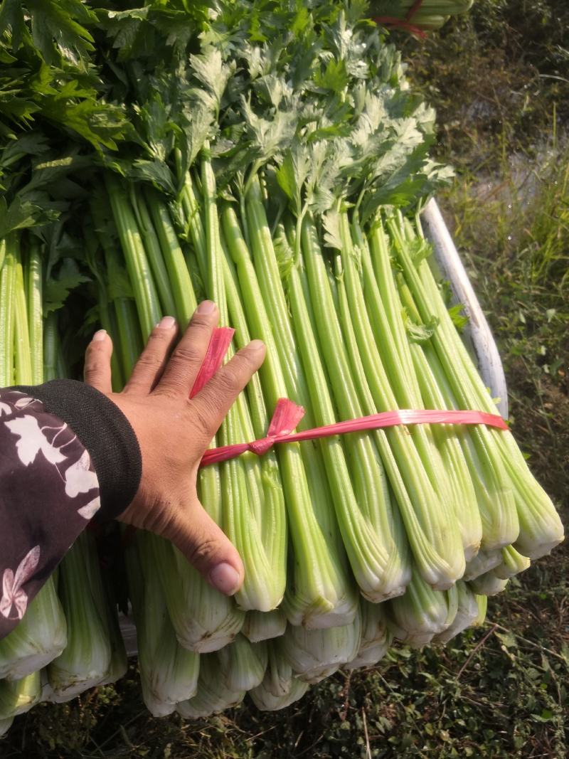精品香芹大量种植基地