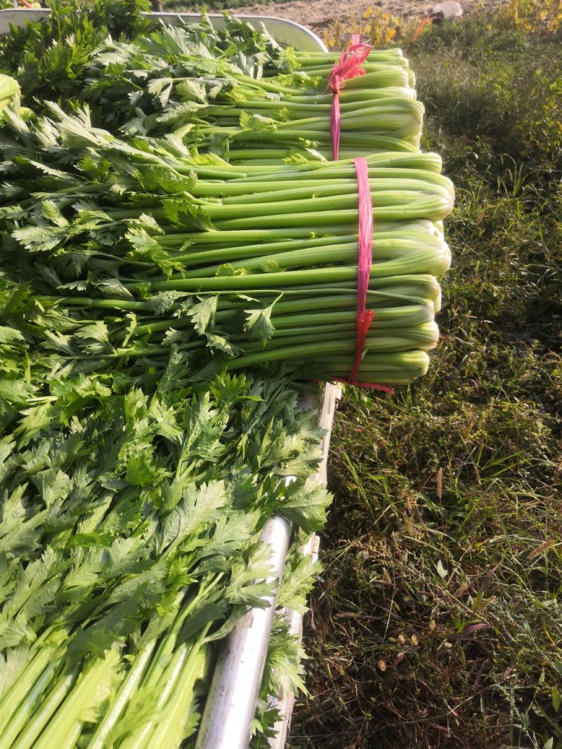 精品香芹大量种植基地