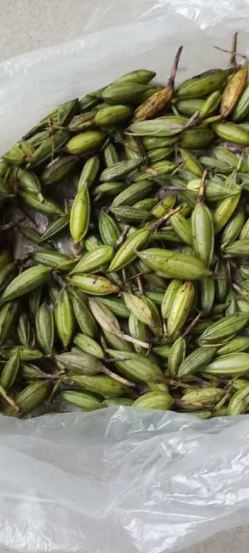 产地一手货源，毛慈菇果荚