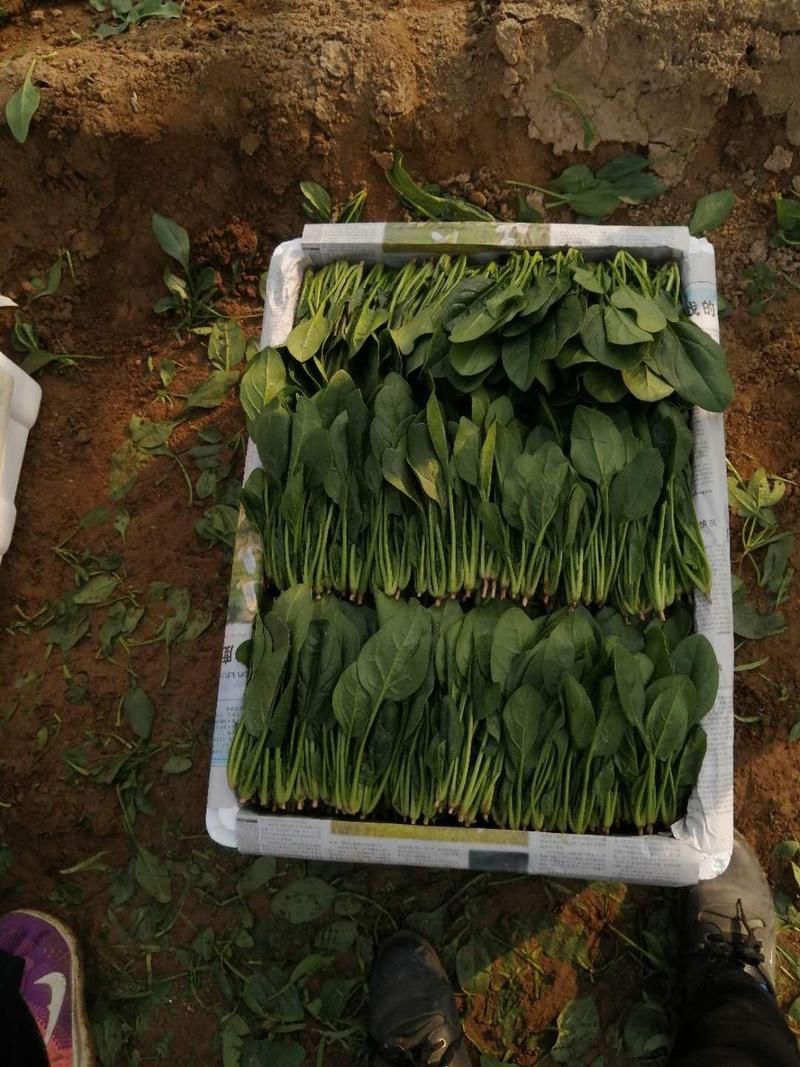 精品小菠菜，普通菜，大菠菜，大量上市供应