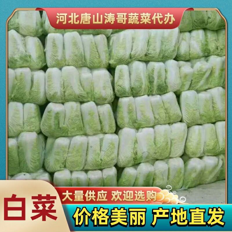 白菜北京三号大量上市欢迎各位老板采购产地直发