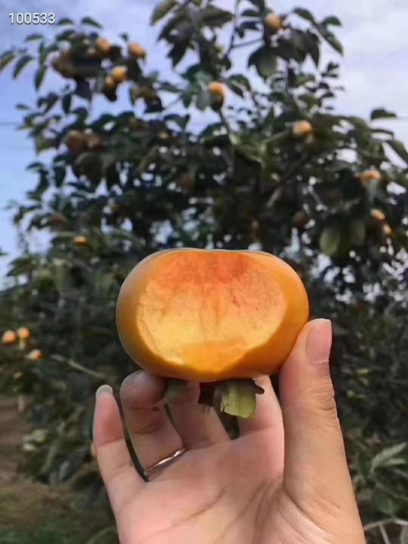 阳丰甜柿大量上市，质优价廉，有需要的客商联系我