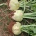 代收大量芥菜头质量好