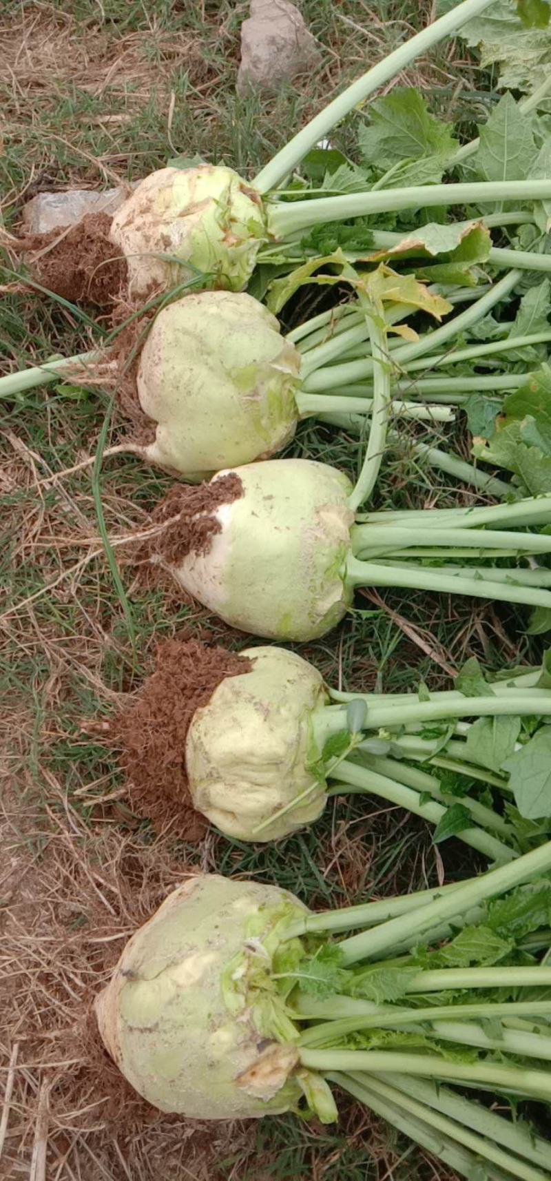 代收大量芥菜头质量好