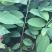 番荔枝苗榴莲释迦台湾凤梨释迦果苗番鬼荔枝苗嫁接