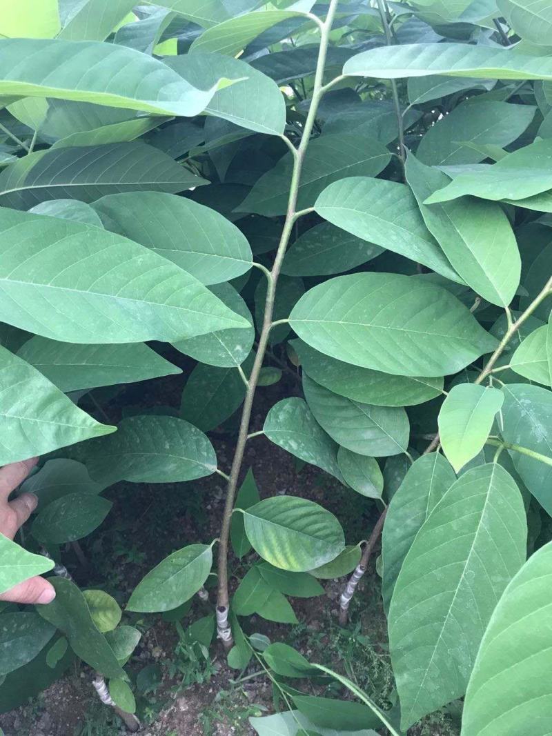 番荔枝苗榴莲释迦台湾凤梨释迦果苗番鬼荔枝苗嫁接