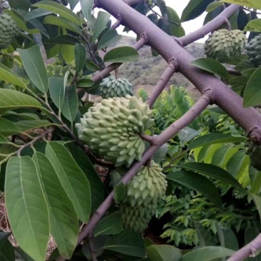 番荔枝苗榴莲释迦台湾凤梨释迦果苗番鬼荔枝苗嫁接