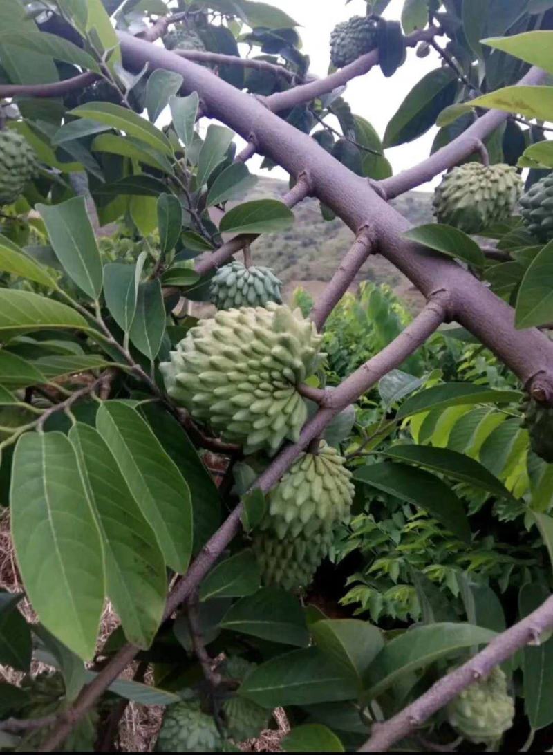 番荔枝苗榴莲释迦台湾凤梨释迦果苗番鬼荔枝苗嫁接