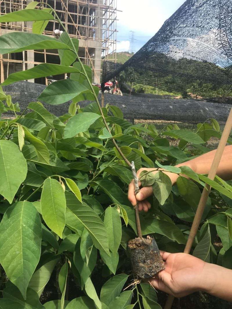 番荔枝苗榴莲释迦台湾凤梨释迦果苗番鬼荔枝苗嫁接