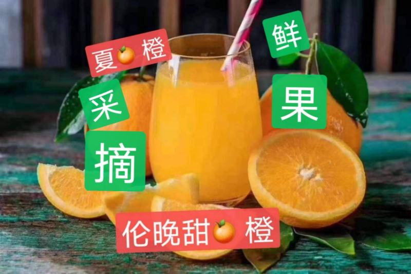 湖北秭归中华红长虹九月红纽荷尔对接社团电商市场销售