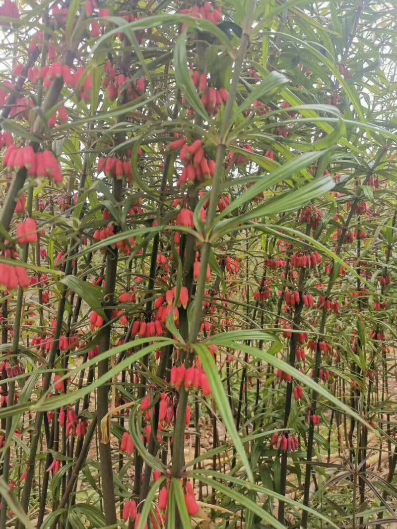 滇黄精种子正宗红花滇黄精种子大量有货