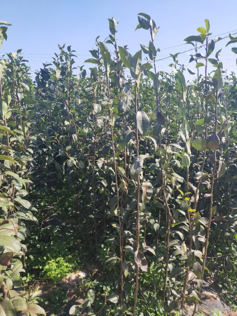 圆黄梨树苗/河北梨树苗/梨苗/优质梨树苗