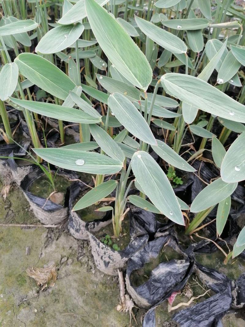 基地直供精品开花水生植物再力花质量保证