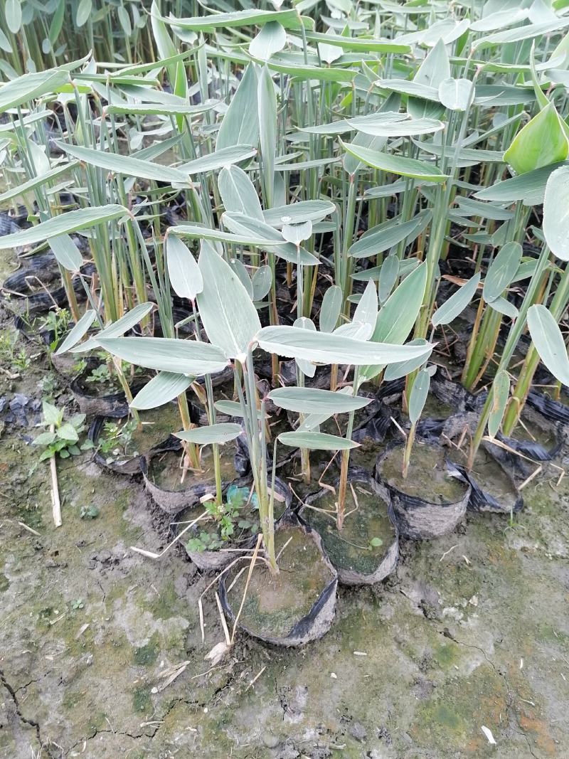 基地直供精品开花水生植物再力花质量保证