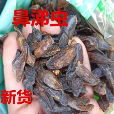 蛞蝓中药材250克100克水蜒蚰鼻涕虫正宗蛞蝓