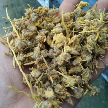 黄龙草根茶黄金果百花茶江湖地摊展销会热卖花草茶