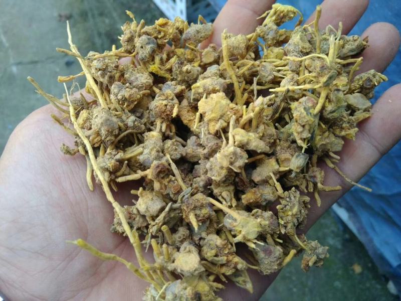 黄龙草根茶黄金果百花茶江湖地摊展销会热卖花草茶