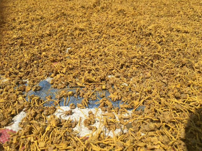 黄龙草根茶黄金果百花茶江湖地摊展销会热卖花草茶