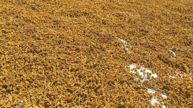黄龙草根茶黄金果百花茶江湖地摊展销会热卖花草茶