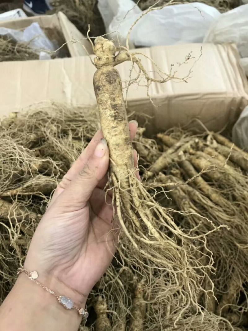 【顺丰包邮】精品条型鲜人参，人参，现挖现卖更新鲜