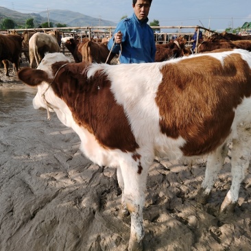 甘肃架子公牛西门塔尔诚信为本甘肃阿坤牛马经济