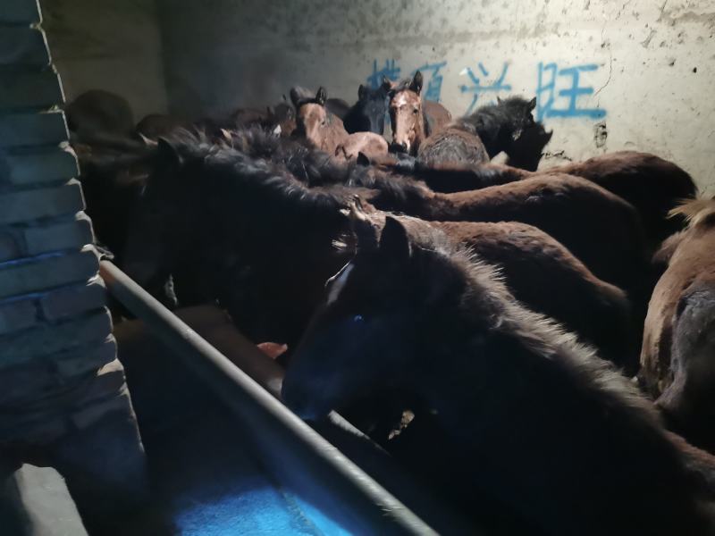 甘肃小毛驴诚信为本我是阿坤
