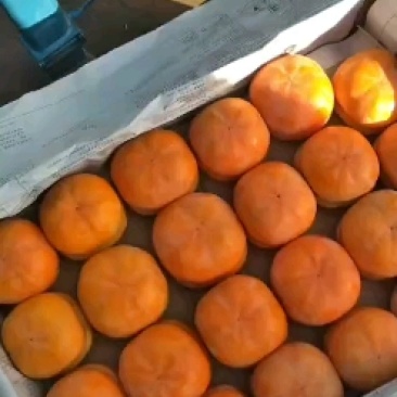磨盘柿产地直供，口感好，保证质量，有需要的老板可以联系我